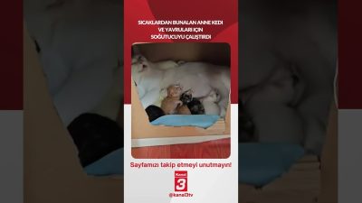 Kanal 3Paz, Temmuz 12, 2026 2:00pmURL:Embed:Sıcaklardan bunalan anne kedi ve