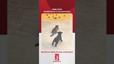 Minik köpek kedinin bütün planlarını bozdu… 📶https://kanal3.com.tr/ Sosyal Medya Hesaplarımızı