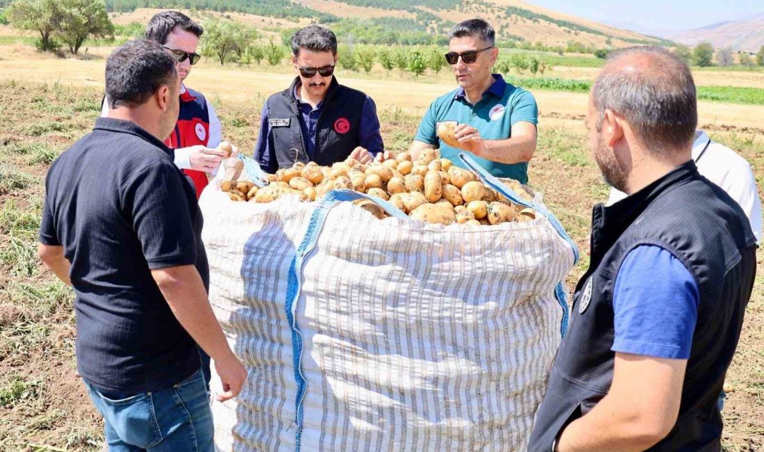 Afyonkarahisar’ın Şuhut ilçesinde patates hasadı devam ederken, tarımsal üretimin mevcut