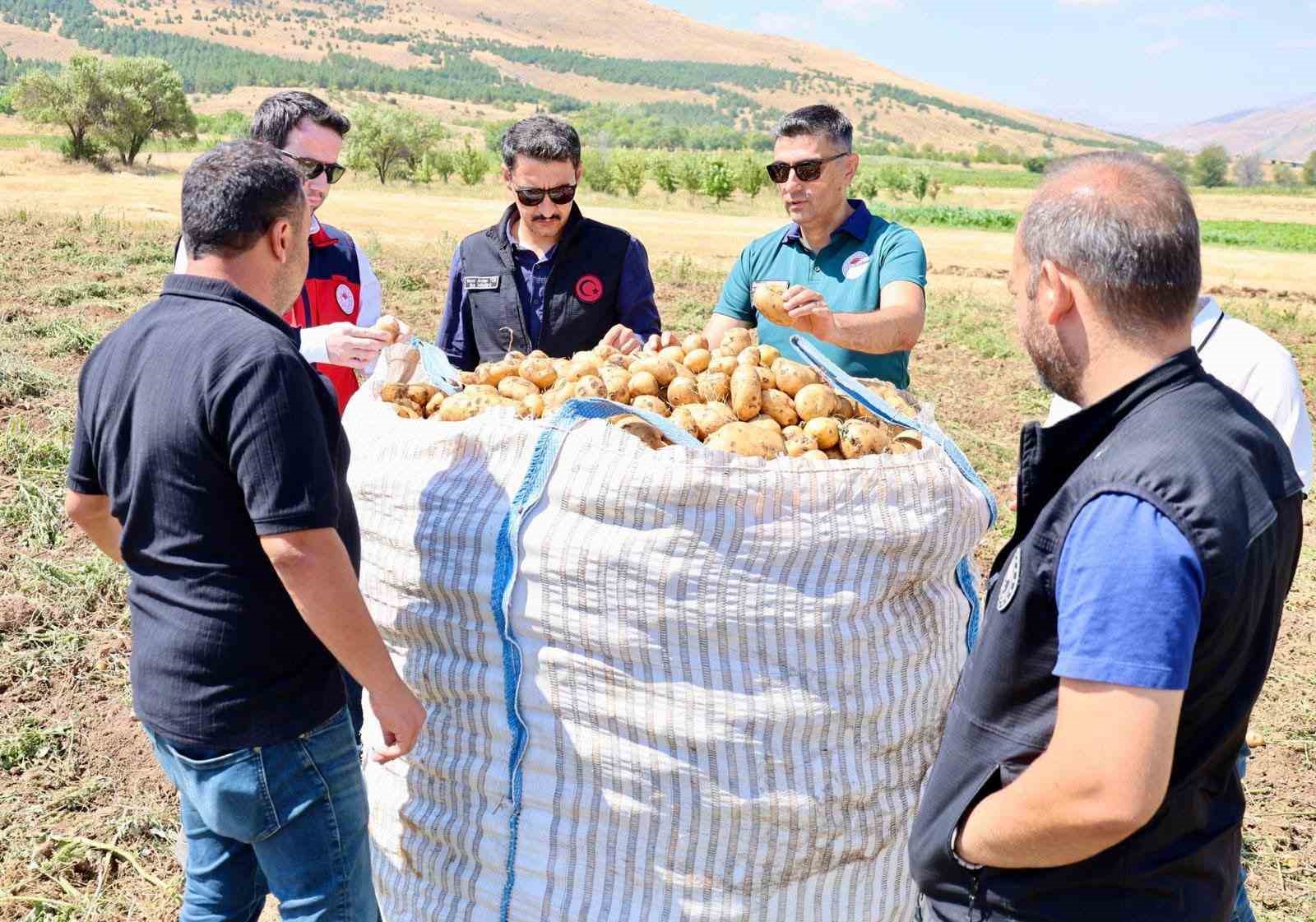Afyonkarahisar’ın Şuhut ilçesinde patates hasadı devam ederken, tarımsal üretimin mevcut