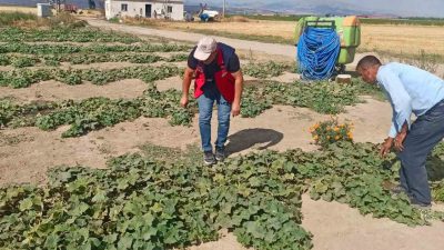 Afyonkarahisar’da tarımsal üretimin mevcut durumunun değerlendirilmesi, ürün verim ve rekolte