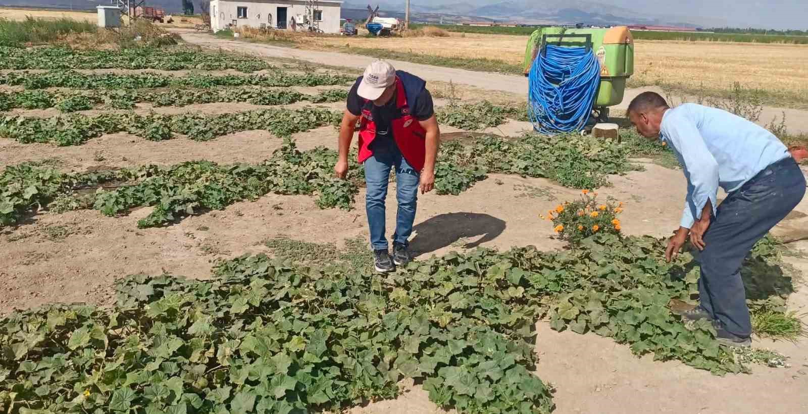 Afyonkarahisar’da tarımsal üretimin mevcut durumunun değerlendirilmesi, ürün verim ve rekolte
