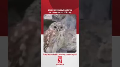 Bir baykuşun sevimlilikten avcı moduna geçtiği o an! 📶https://kanal3.com.tr/ Sosyal