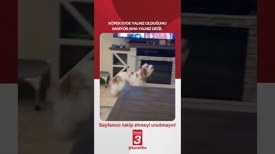 Kanal 3Paz, Ağustos 16, 2026 12:00pmURL:Embed:Köpek evde yalnız olduğunu sanıyor