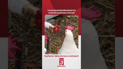 Tavuklar,kendilerine benzeyen musluğu şaşkınlıkla inceledi… 📶https://kanal3.com.tr/ Sosyal Medya Hesaplarımızı Takip