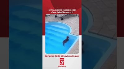 Havuza düşünce panikleyen kedi yüzmeyi bildiğini fark etti… 📶https://kanal3.com.tr/ Sosyal