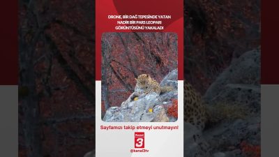 Drone, bir dağ tepesinde yatan nadir bir Pars leoparı görüntüsünü