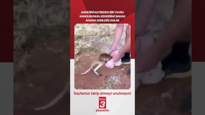 Annesini kaybeden bir yavru kangurunun, kendisine bakan adama sarıldığı anlar