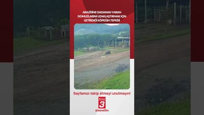 Köpeğim domuza karşı tepkisi olay oldu! 📶https://kanal3.com.tr/ Sosyal Medya Hesaplarımızı