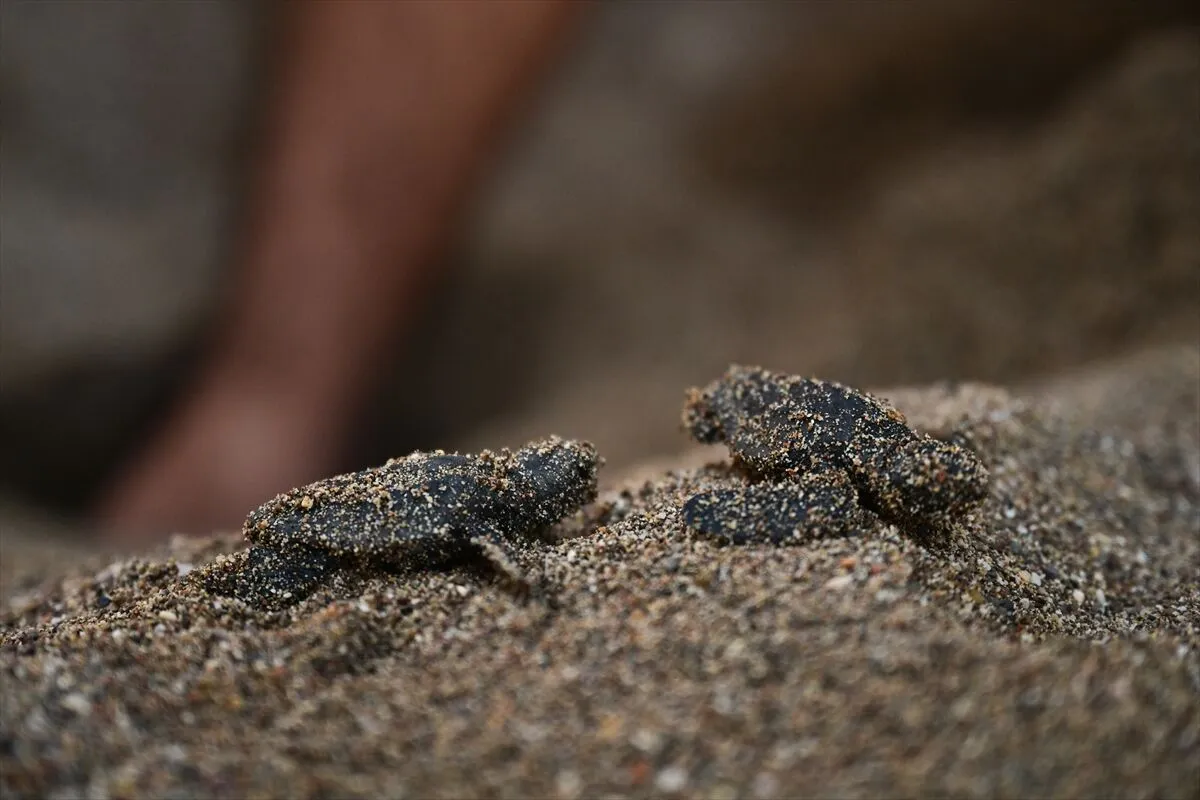 Antalya'da caretta carettaların yuvalarında yavru çıkışları sürüyor 1 Antalya'da caretta carettaların yuvalarında yavru çıkışları sürüyor