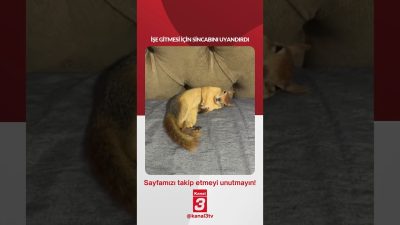 İŞE GİTMESİ İÇİN SİNCABINI UYANDIRDI 📶https://kanal3.com.tr/ Sosyal Medya Hesaplarımızı Takip