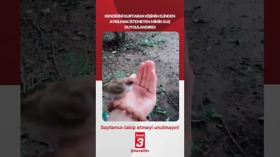 Kendisini kurtaran kişinin elinden ayrılmak istemeyen minik kuş duygulandırdı… 📶https://kanal3.com.tr/