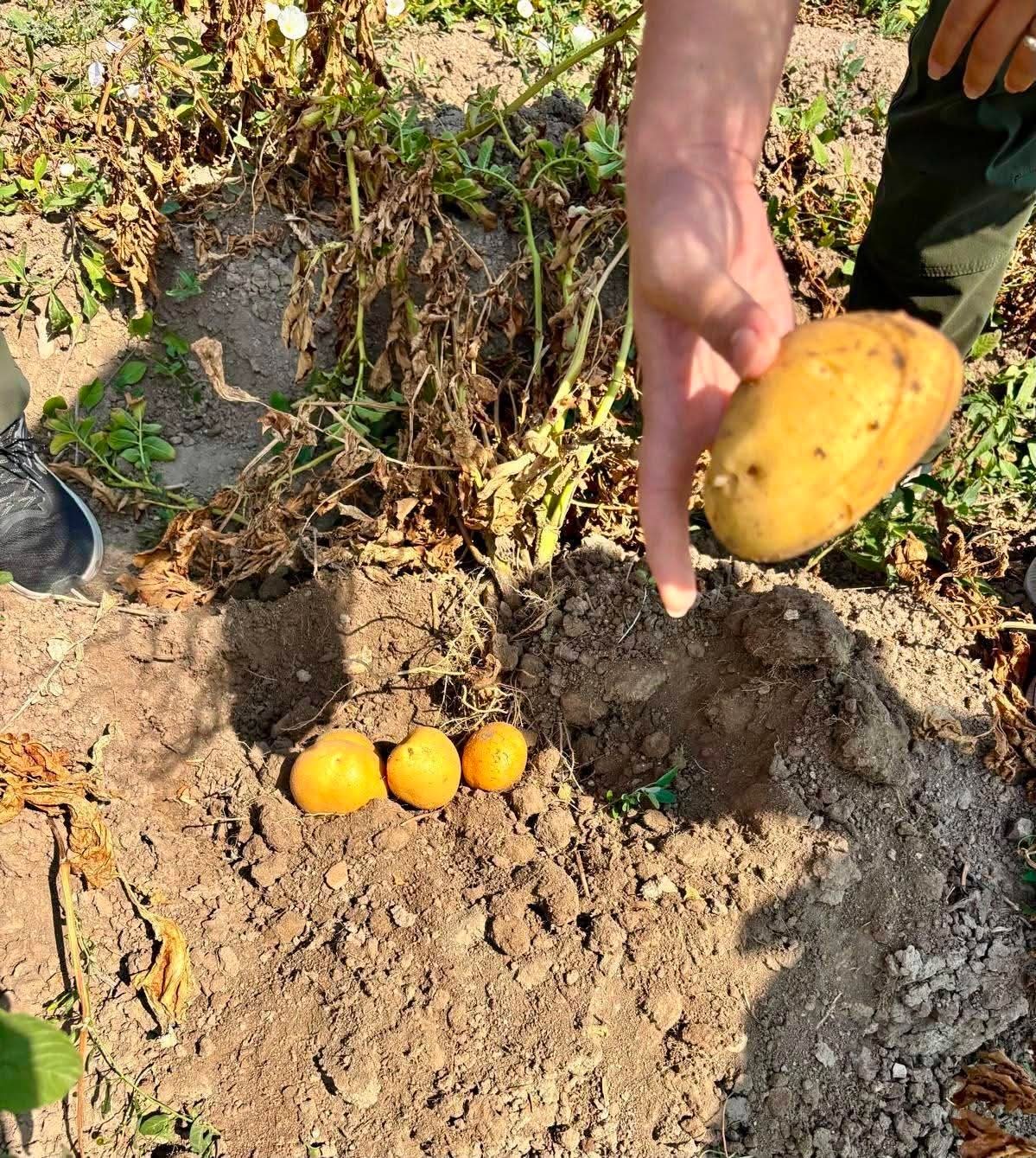 Patates tarlalarında verim mesaisi 1 Patates tarlalarında verim mesaisi