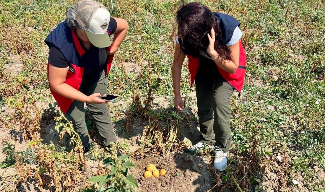 Afyonkarahisar Tarım ve Orman İl Müdürlüğü tarafından patates üretiminde verim
