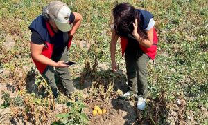 Afyonkarahisar Tarım ve Orman İl Müdürlüğü tarafından patates üretiminde verim