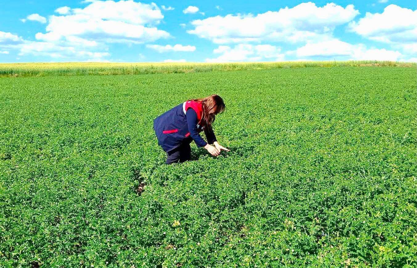 Afyon'da yeni nohut çeşidi sahada test ediliyor 1 Afyon'da yeni nohut çeşidi sahada test ediliyor
