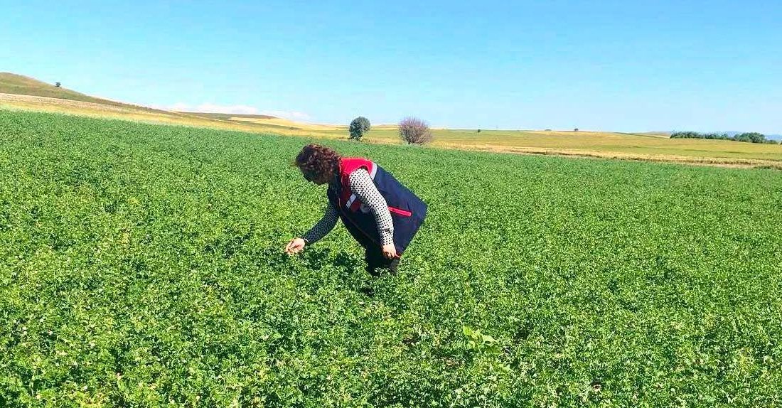 Afyonkarahisar İl Tarım ve Orman Müdürlüğü, "Borsa 20 Nohut Çeşidinin