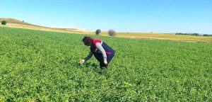 Afyonkarahisar İl Tarım ve Orman Müdürlüğü, "Borsa 20 Nohut Çeşidinin