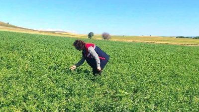 Afyonkarahisar İl Tarım ve Orman Müdürlüğü, "Borsa 20 Nohut Çeşidinin