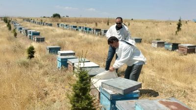 Afyonkarahisar’da arıcılık faaliyetlerinin düzenli yürütülmesi ve kovan varlığının güncel olarak