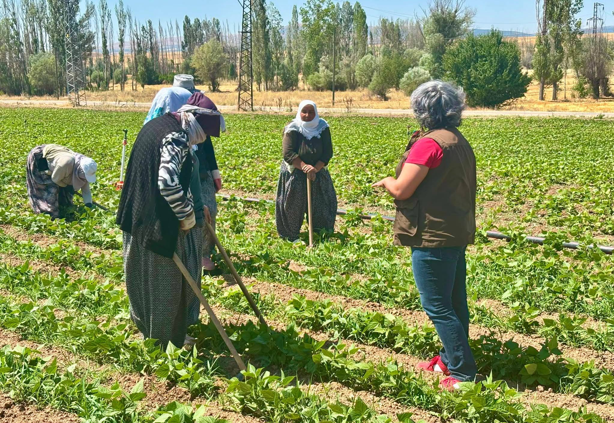 Barbunya üreticilerine sahada bilgilendirme 1 Barbunya üreticilerine sahada bilgilendirme