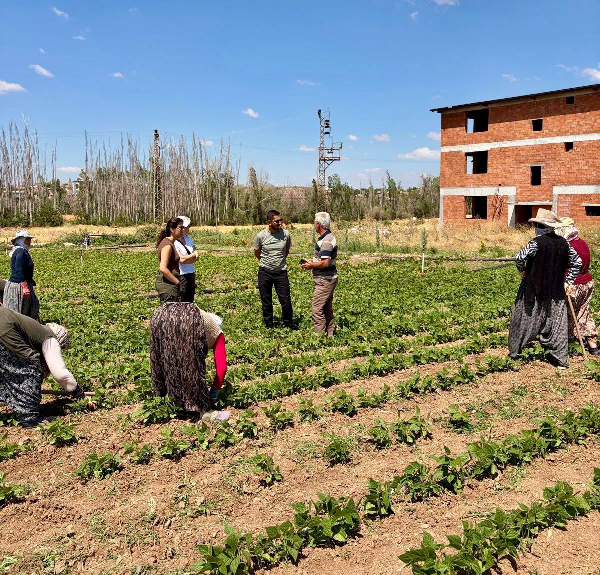 Barbunya üreticilerine sahada bilgilendirme 2 Barbunya üreticilerine sahada bilgilendirme