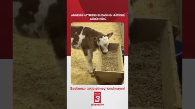 ANNESİNİ KAYBEDEN BUZAĞININ HÜZÜNLÜ GÖRÜNTÜSÜ 📶https://kanal3.com.tr/ Sosyal Medya Hesaplarımızı Takip