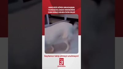 Kanal 3Cum, Ağustos 21, 2026 4:00pmURL:Embed:Anne kedi, köpek arkadaşının yavrusuna