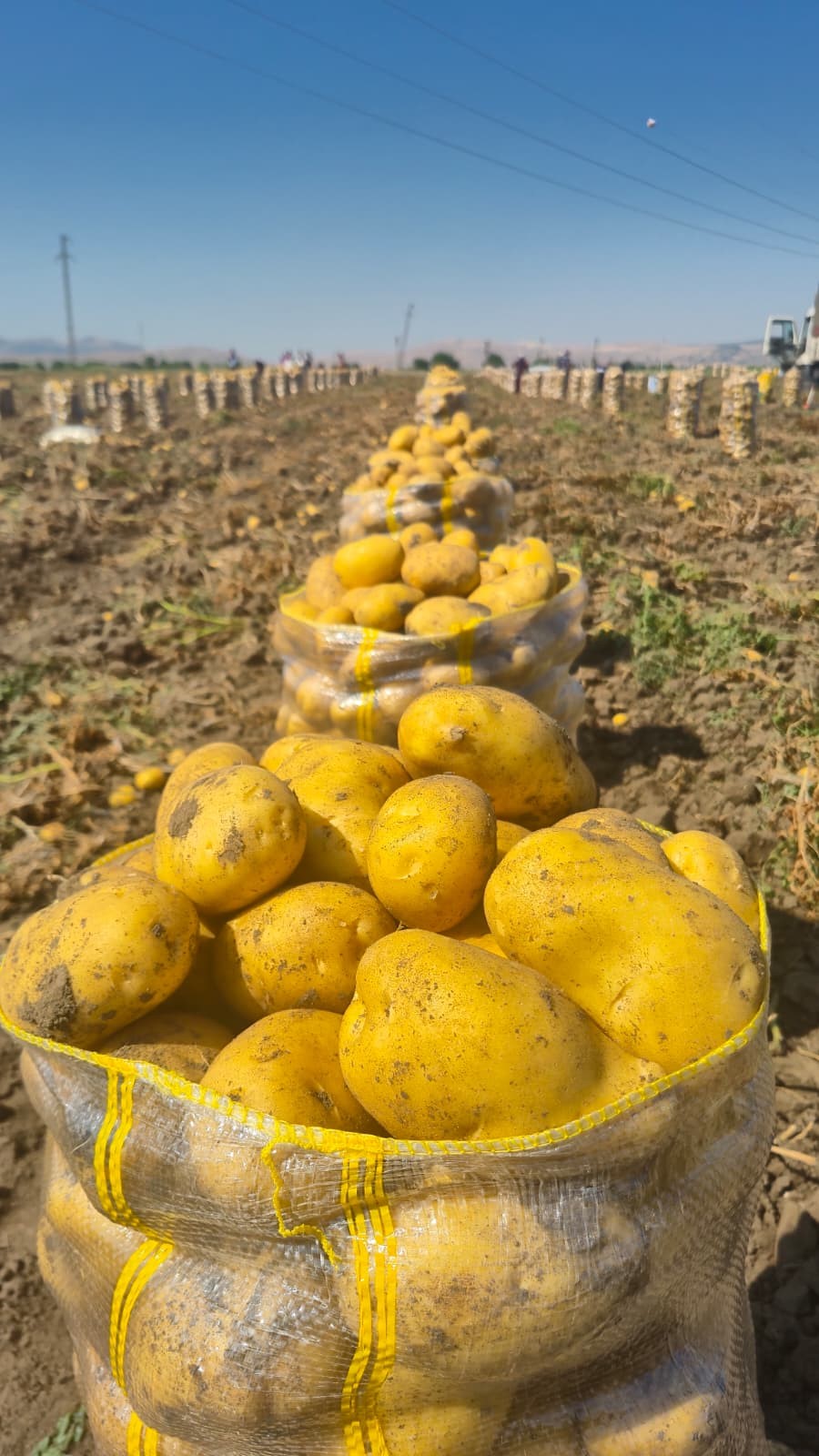 Çölovası'nda patates hasadı sürüyor 1 Çölovası'nda patates hasadı sürüyor