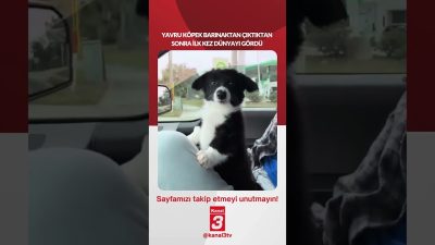 Yavru köpek barınaktan çıktıktan sonra ilk kez dünyayı gördü… 📶https://kanal3.com.tr/