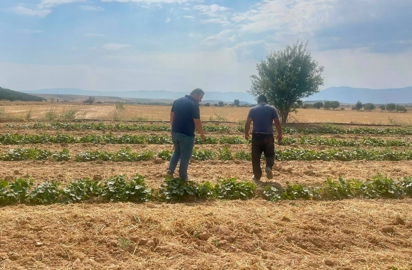 Dazkırı’da alternatif ürünler için saha çalışması 3 Dazkırı’da alternatif ürünler için saha çalışması