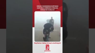 Orman yangınından kurtaran kurtarma ekibinden ayrılmak istemeyen yavru ayı… 📶https://kanal3.com.tr/
