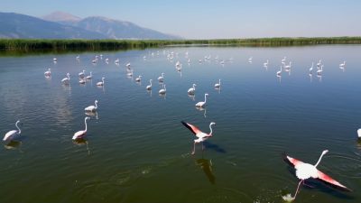 Afyonkarahisar’ın Bolvadin ilçesinde bulunan Eber Gölü, son dönemde ev sahipliği
