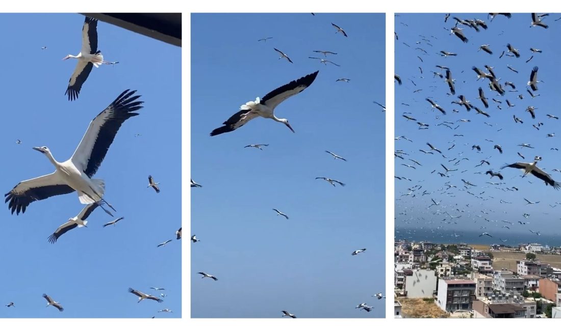 Hatay'da gökyüzünü kaplayan yüzlerce leyleğin yerleşim yerlerinin üzerinde evlere yakın