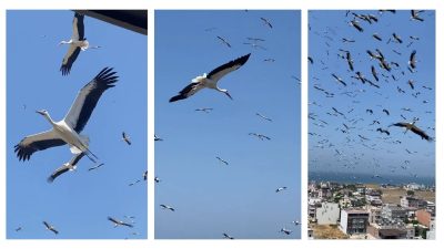 Hatay'da gökyüzünü kaplayan yüzlerce leyleğin yerleşim yerlerinin üzerinde evlere yakın