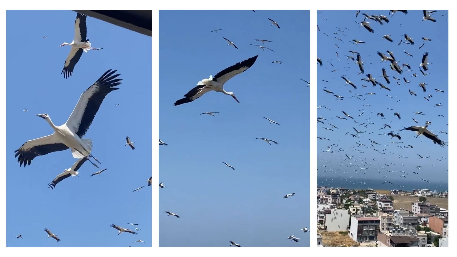 Hatay'da gökyüzünü kaplayan yüzlerce leyleğin yerleşim yerlerinin üzerinde evlere yakın