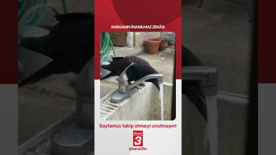 KARGANIN İNANILMAZ ZEKÂSI 📶https://kanal3.com.tr/ Sosyal Medya Hesaplarımızı Takip Ederek Son