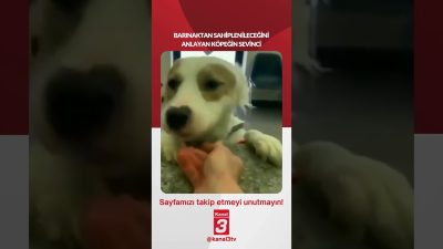 Barınaktan sahiplenileceğini anlayan köpeğin sevinci… 📶https://kanal3.com.tr/ Sosyal Medya Hesaplarımızı Takip