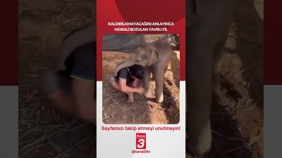 Kaldırılamayacağını anlayınca morali bozulan yavru fil… 📶https://kanal3.com.tr/ Sosyal Medya Hesaplarımızı