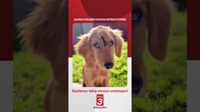 ALNINA KELEBEK KONAN SEVİMLİ KÖPEK 📶https://kanal3.com.tr/ Sosyal Medya Hesaplarımızı Takip