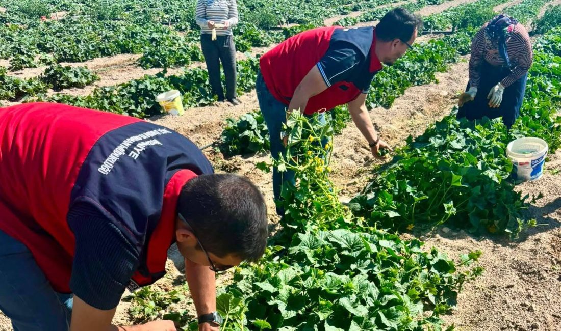 Afyonkarahisar İl Tarım ve Orman Müdürlüğü, turşuluk hıyar hasadının devam