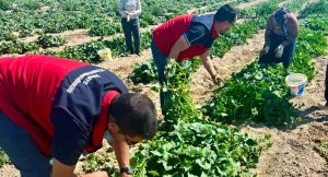 Afyonkarahisar İl Tarım ve Orman Müdürlüğü, turşuluk hıyar hasadının devam