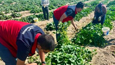 Afyonkarahisar İl Tarım ve Orman Müdürlüğü, turşuluk hıyar hasadının devam