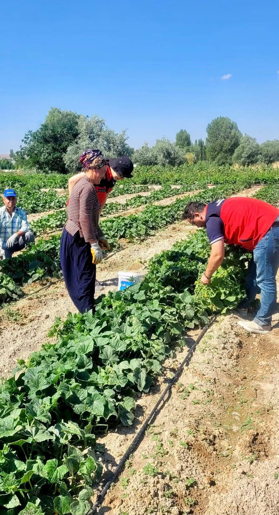 İhsaniye'de turşuluk hıyar hasadı devam ediyor
