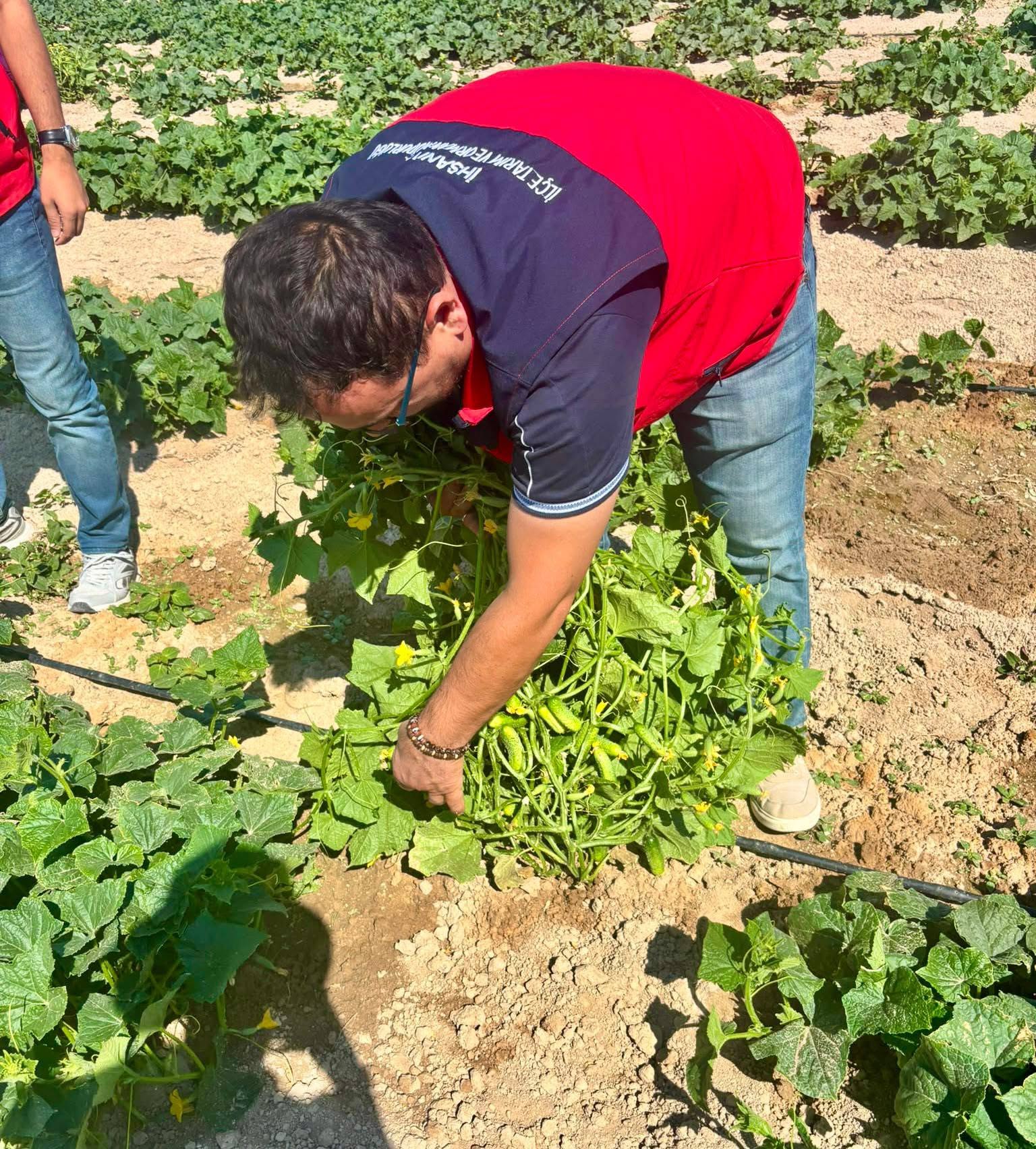İhsaniye'de turşuluk hıyar hasadı devam ediyor