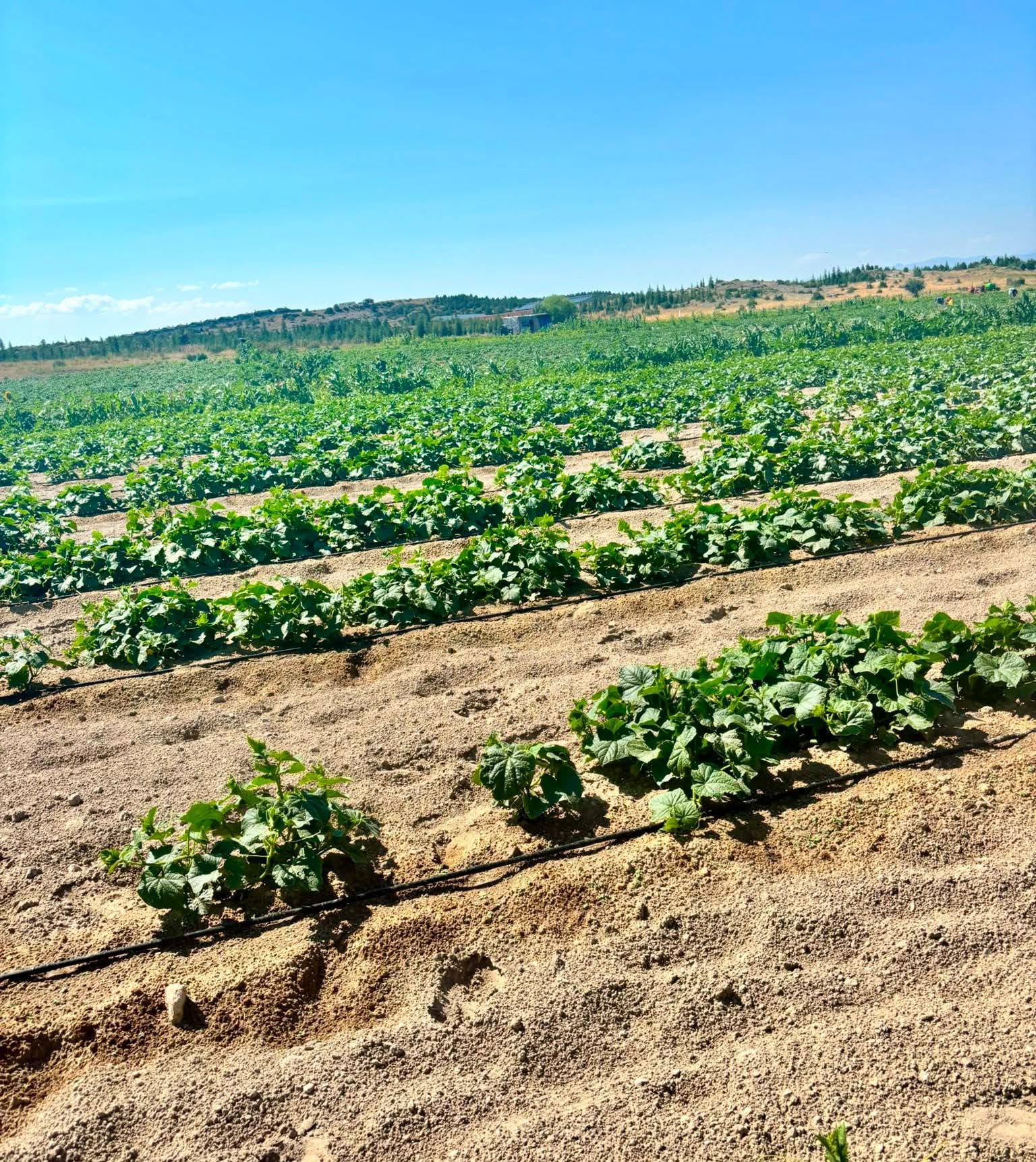 İhsaniye'de turşuluk hıyar hasadı devam ediyor