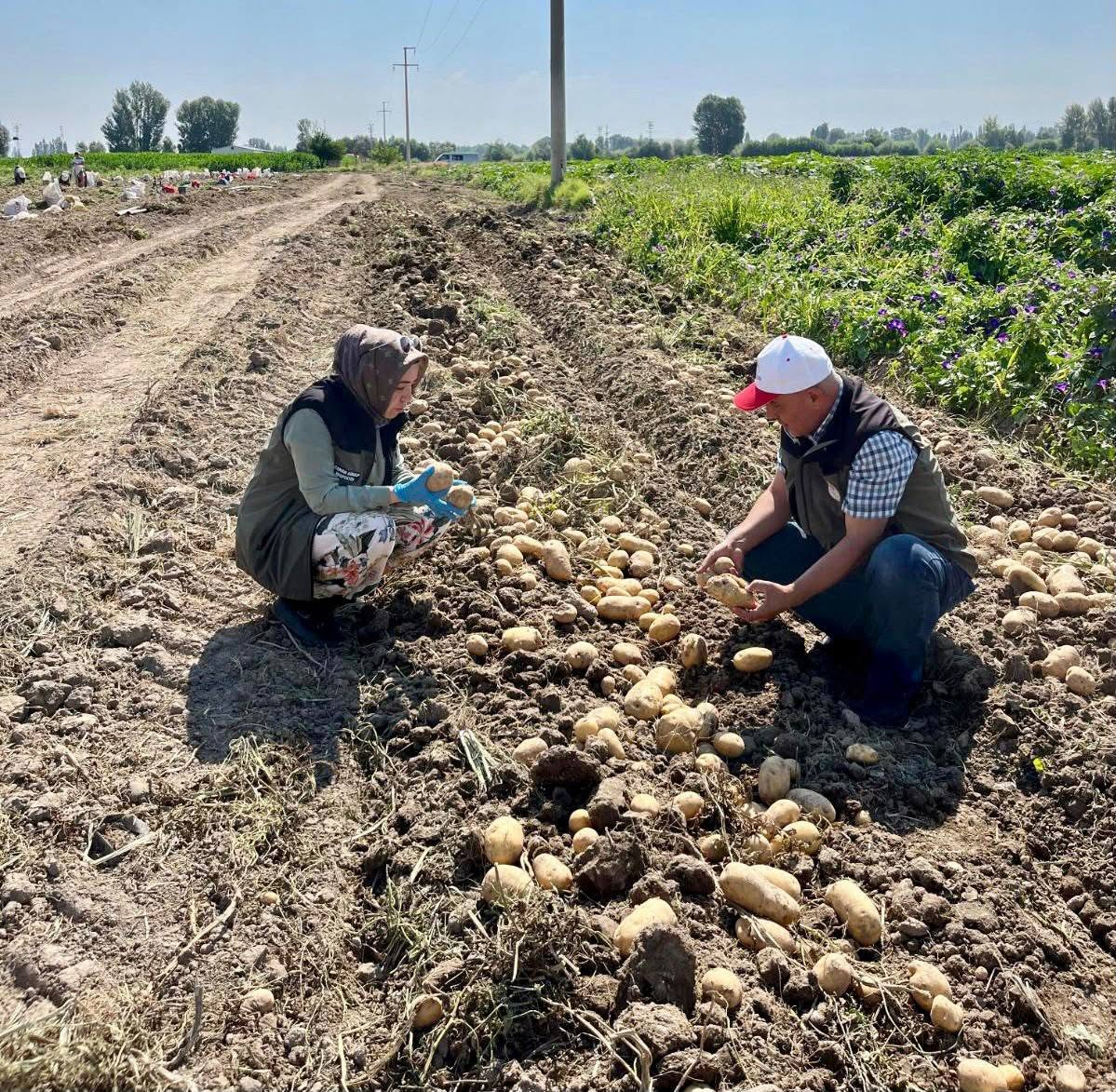 İl Tarım ekipleri hastalık ve zararlıları sahada izliyor