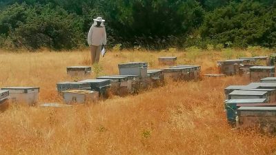 Afyonkarahisar’da arıcılık faaliyetlerinin kayıt altına alınması, üretim verilerinin güncellenmesi ve