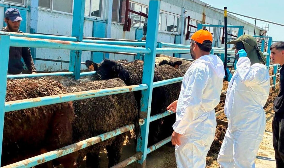 Afyonkarahisar’ın Çay ilçesinde besilik hayvan ithalatı ve çerçevesinde ilçeye getirilen