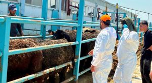 Afyonkarahisar’ın Çay ilçesinde besilik hayvan ithalatı ve çerçevesinde ilçeye getirilen
